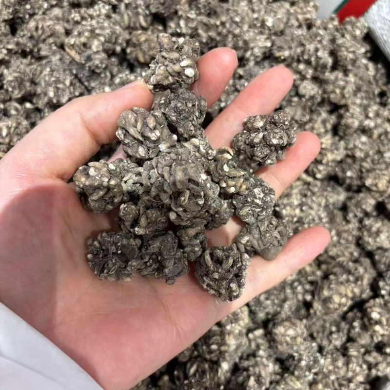 特级真的猫爪草野生猫爪草正宗正品干货水洗无硫新鲜猫抓草批