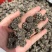 特级真的猫爪草野生猫爪草正宗正品干货水洗无硫新鲜猫抓草批