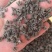 特级真的猫爪草野生猫爪草正宗正品干货水洗无硫新鲜猫抓草批