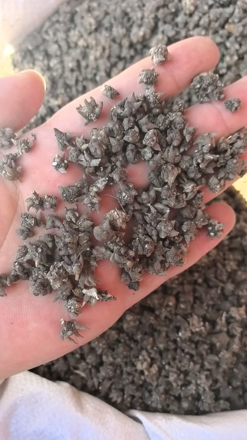特级真的猫爪草野生猫爪草正宗正品干货水洗无硫新鲜猫抓草批