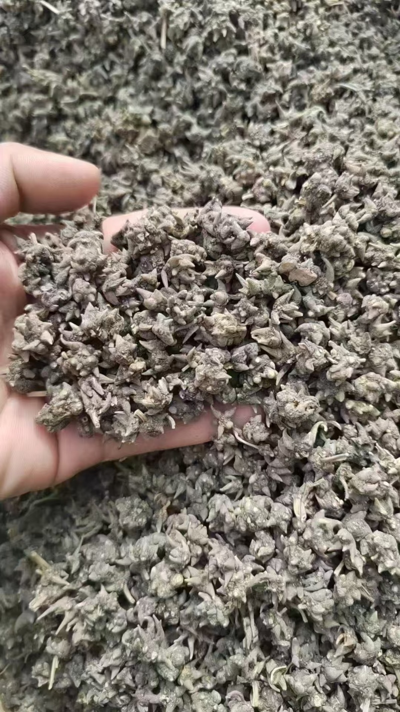 特级真的猫爪草野生猫爪草正宗正品干货水洗无硫新鲜猫抓草批