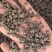 特级真的猫爪草野生猫爪草正宗正品干货水洗无硫新鲜猫抓草批