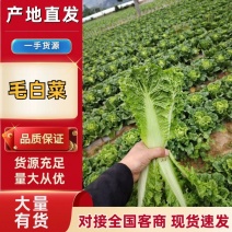 精品毛白菜大量有货量大从优价格运费可协商欢迎来电