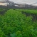 三叶青二代驯化扦插苗。成活率高。