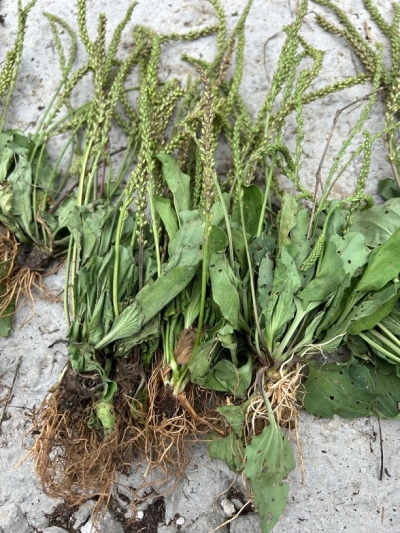 车前草野生车前草整棵无杂质一手货源批发鲜货干货