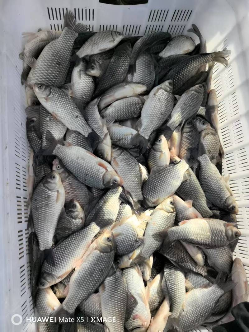 大量鲫鱼