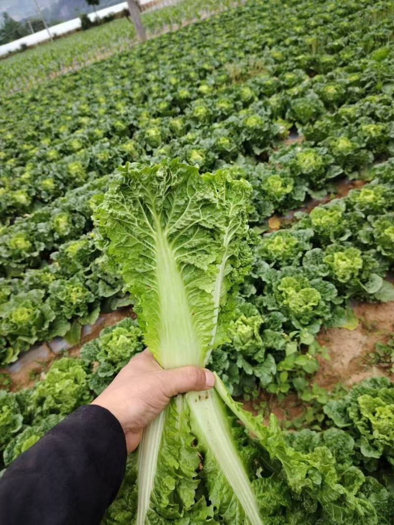 精品毛白菜大量有货量大从优价格运费可协商欢迎来电