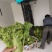 精品毛白菜大量有货量大从优价格运费可协商欢迎来电