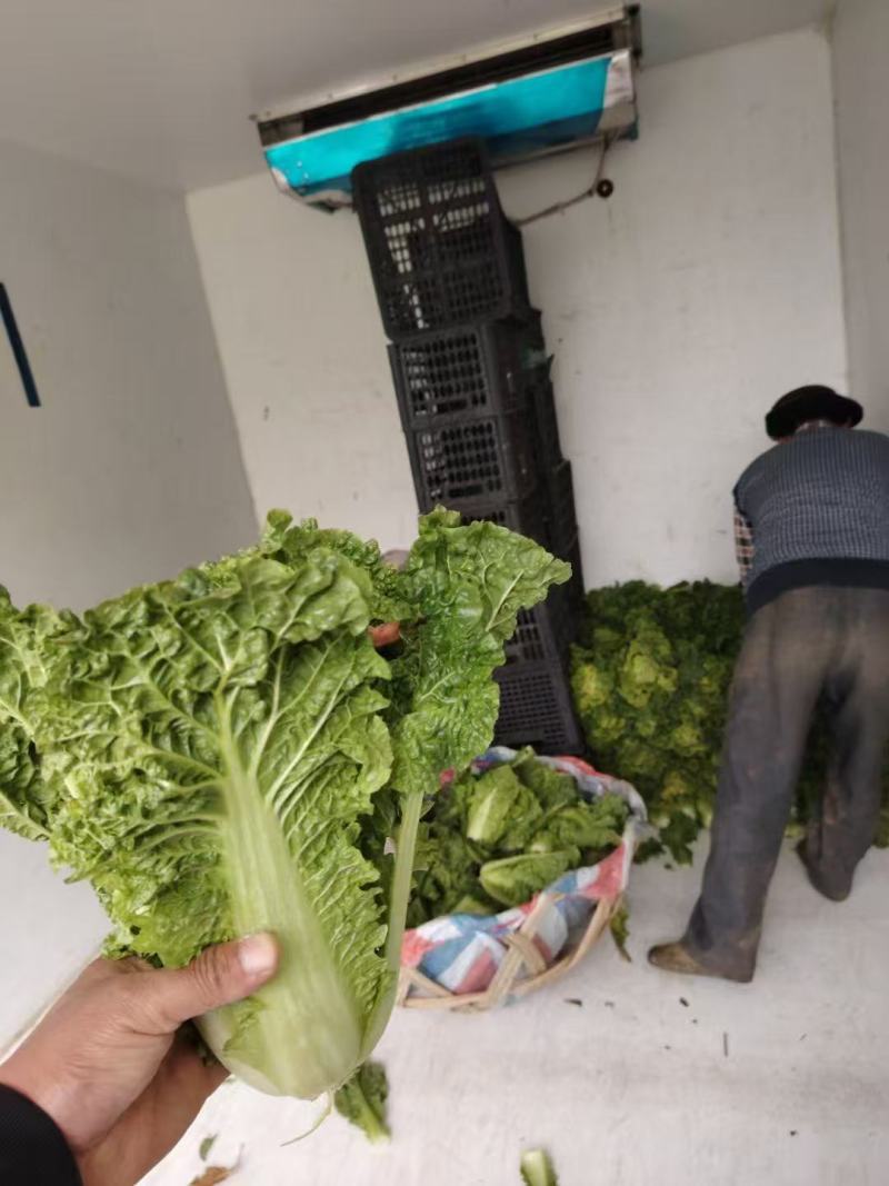 精品毛白菜大量有货量大从优价格运费可协商欢迎来电