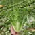 精品毛白菜大量有货量大从优价格运费可协商欢迎来电