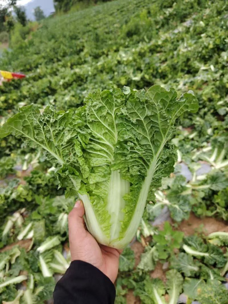 精品毛白菜大量有货量大从优价格运费可协商欢迎来电