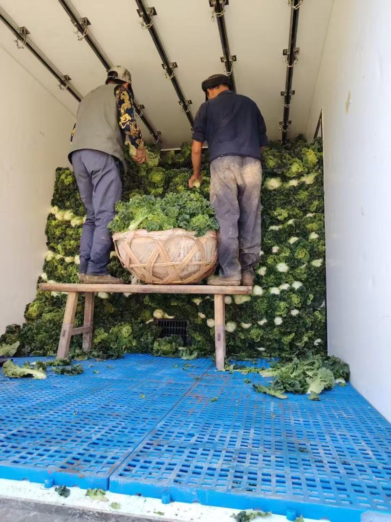 精品毛白菜大量有货量大从优价格运费可协商欢迎来电