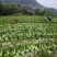 精品毛白菜大量有货量大从优价格运费可协商欢迎来电
