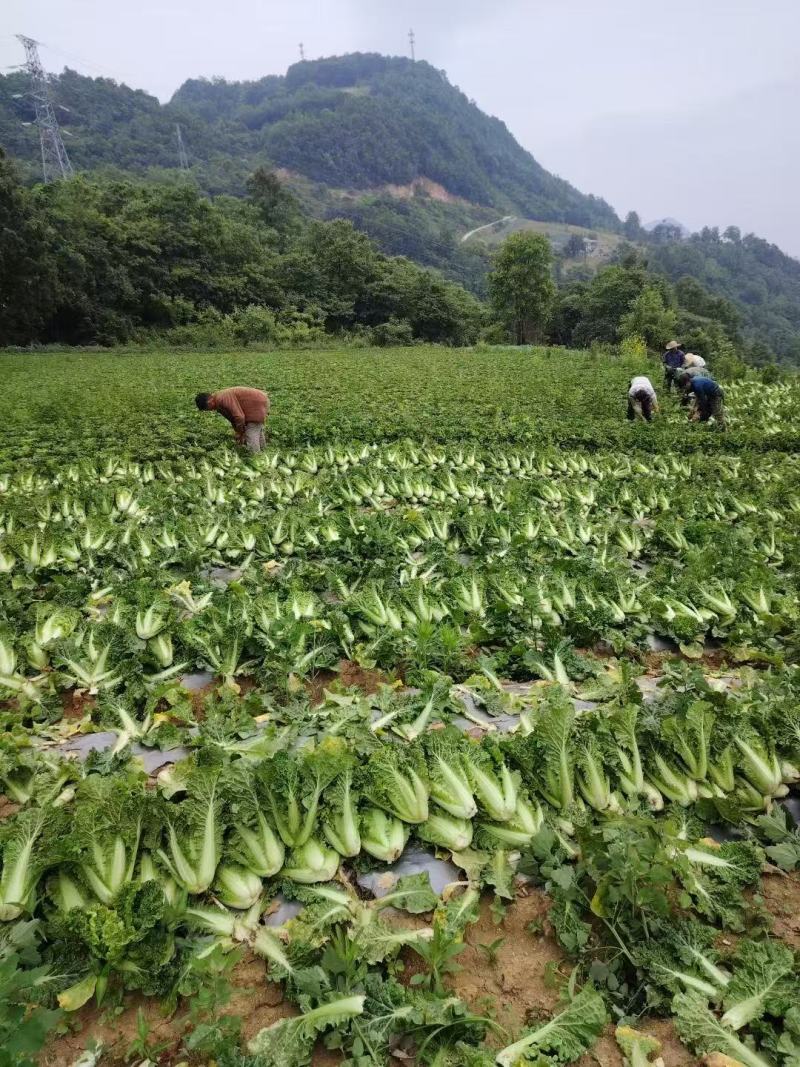 精品毛白菜大量有货量大从优价格运费可协商欢迎来电
