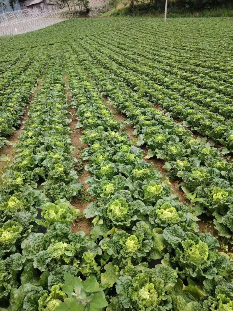 精品毛白菜大量有货量大从优价格运费可协商欢迎来电
