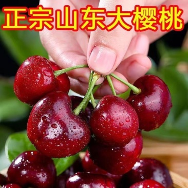 山东大樱桃大量上市、现摘现发、对接【电商代发】商超仓储