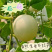 莘县玉菇甜瓜糖度高代收代发全国各地市场（一件代发）