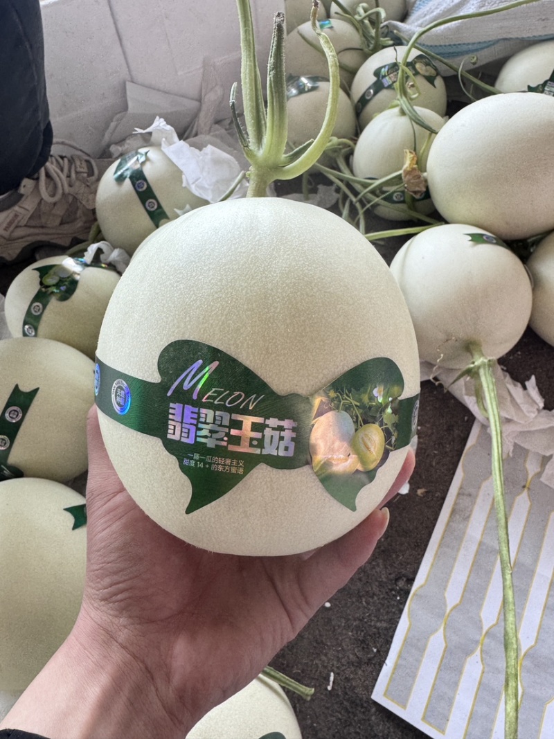莘县玉菇甜瓜糖度高代收代发全国各地市场（一件代发）