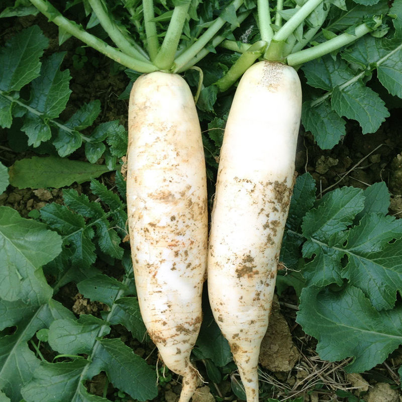 田园九斤大白萝卜种子晚熟优质高产耐寒抗病商品性佳