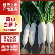 湖北高山白萝卜大量供应对接各大商超市场量大从优欢迎咨询