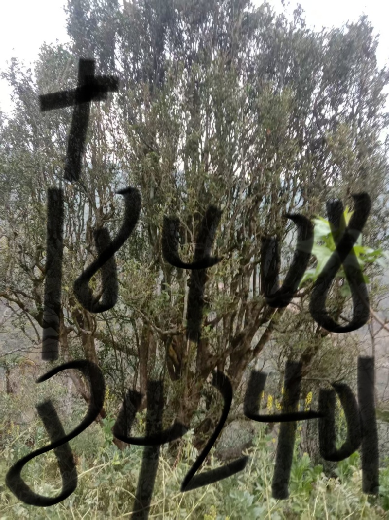 云南凤庆古树红茶