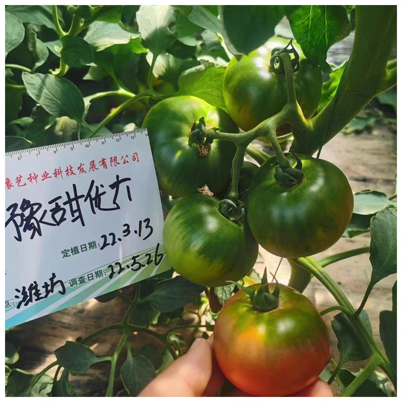 豫艺优六口感番茄无限生长抗T丫抗线虫单瓜130克