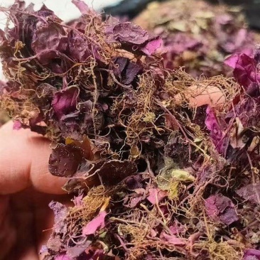 野生风柜斗草，一手货源，品质保证，量大从优，可视频看货