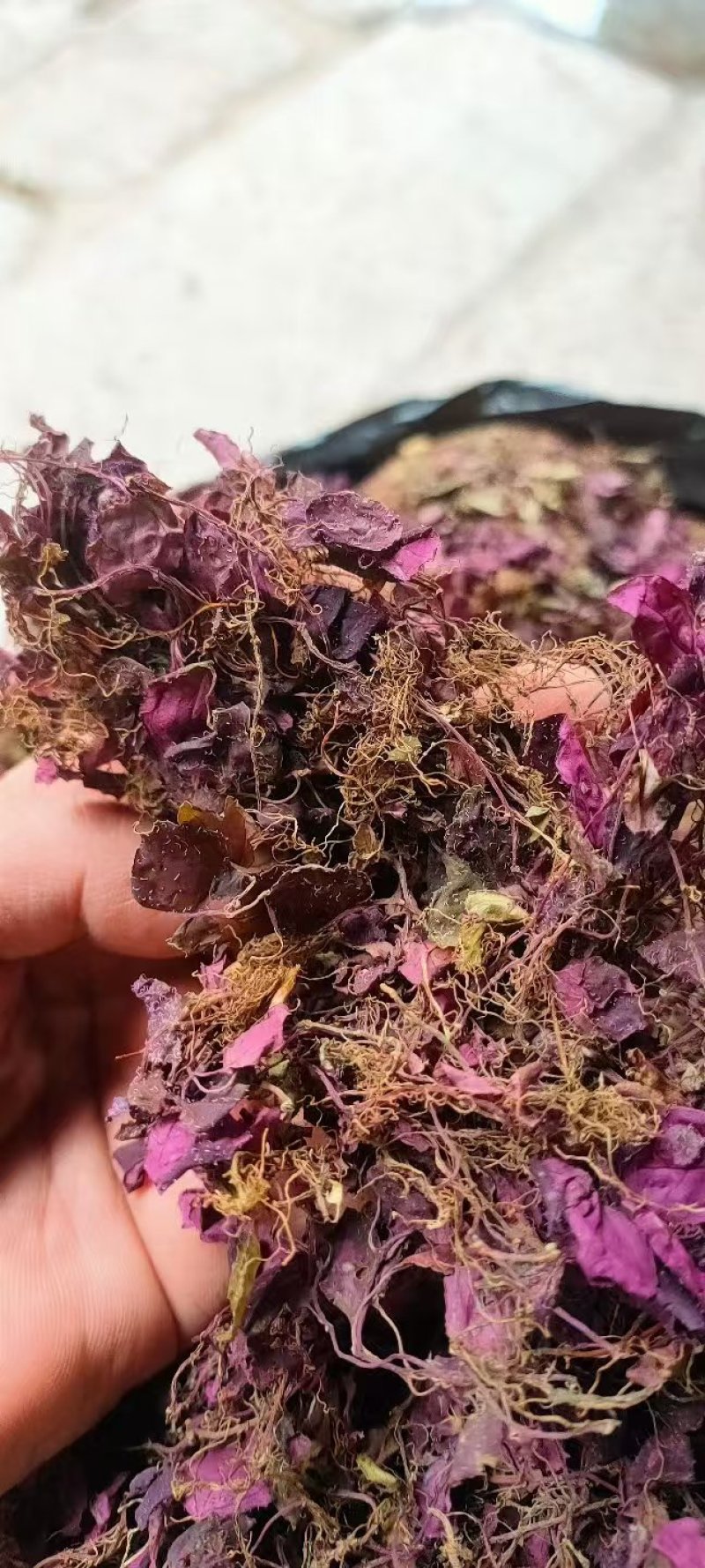 野生风柜斗草，一手货源，品质保证，量大从优，可视频看货