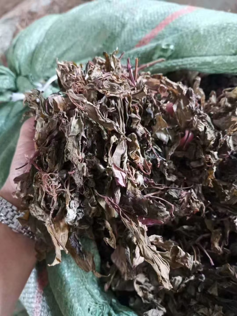 野生风柜斗草，一手货源，品质保证，量大从优，可视频看货