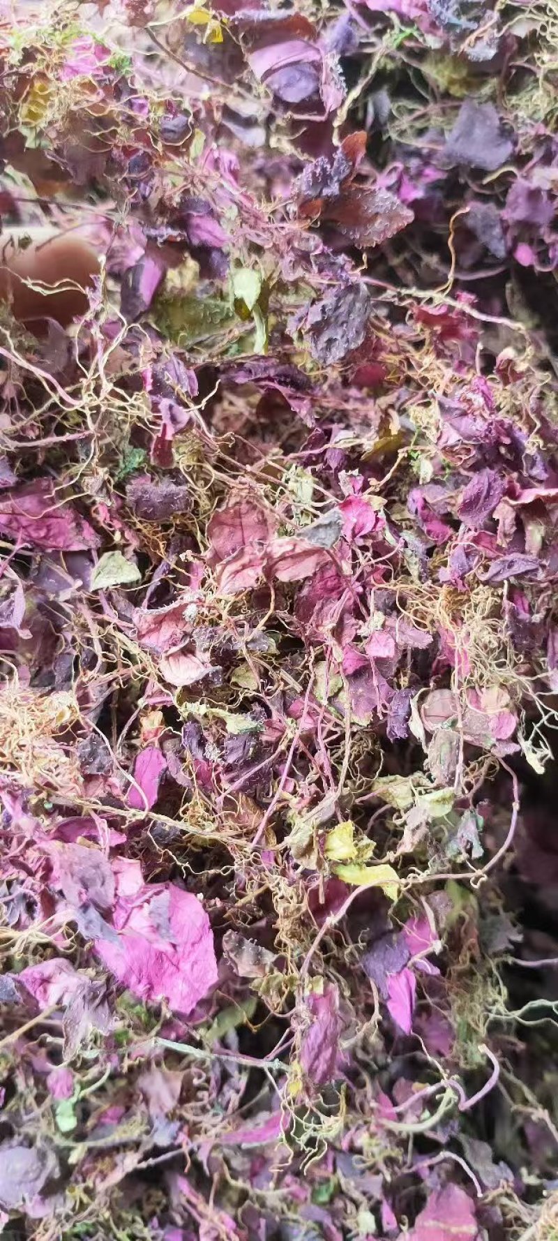 野生风柜斗草，一手货源，品质保证，量大从优，可视频看货