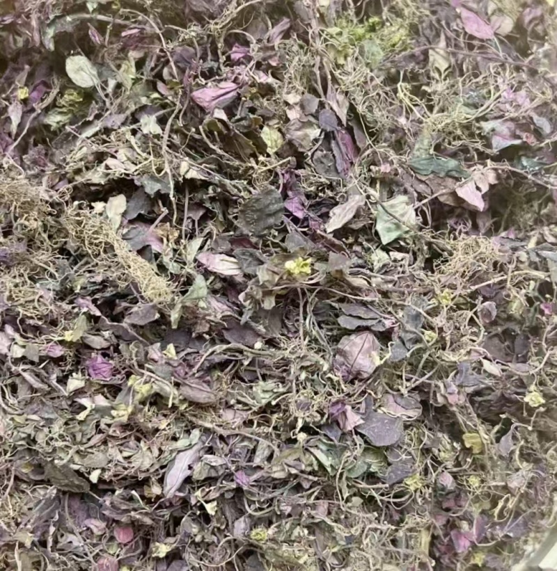野生风柜斗草，一手货源，品质保证，量大从优，可视频看货