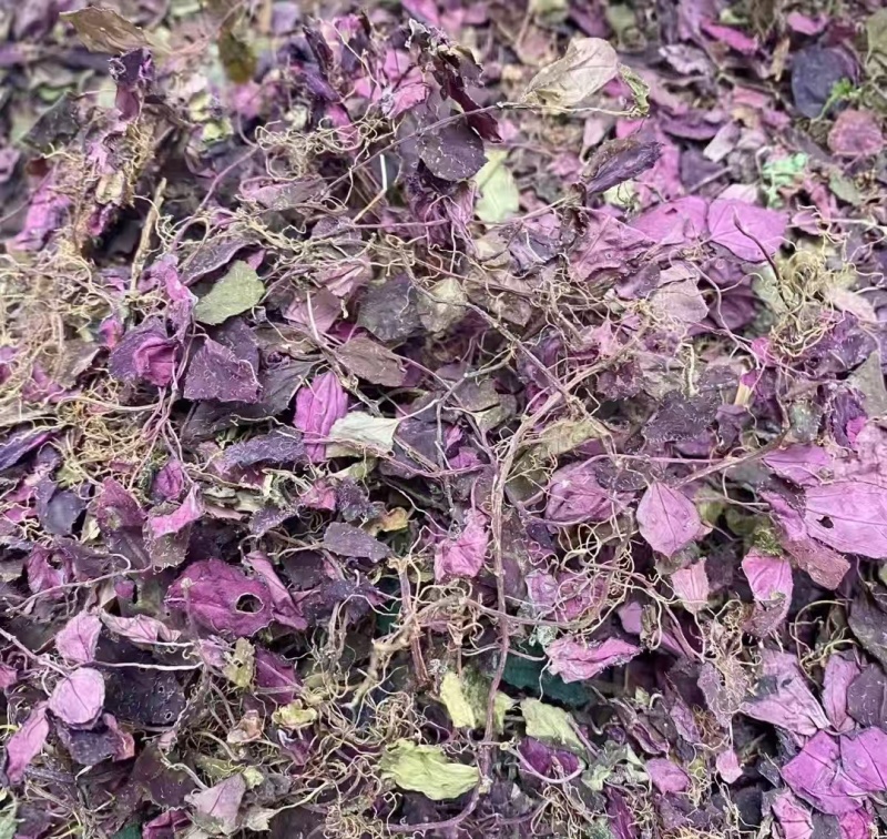 野生风柜斗草，一手货源，品质保证，量大从优，可视频看货