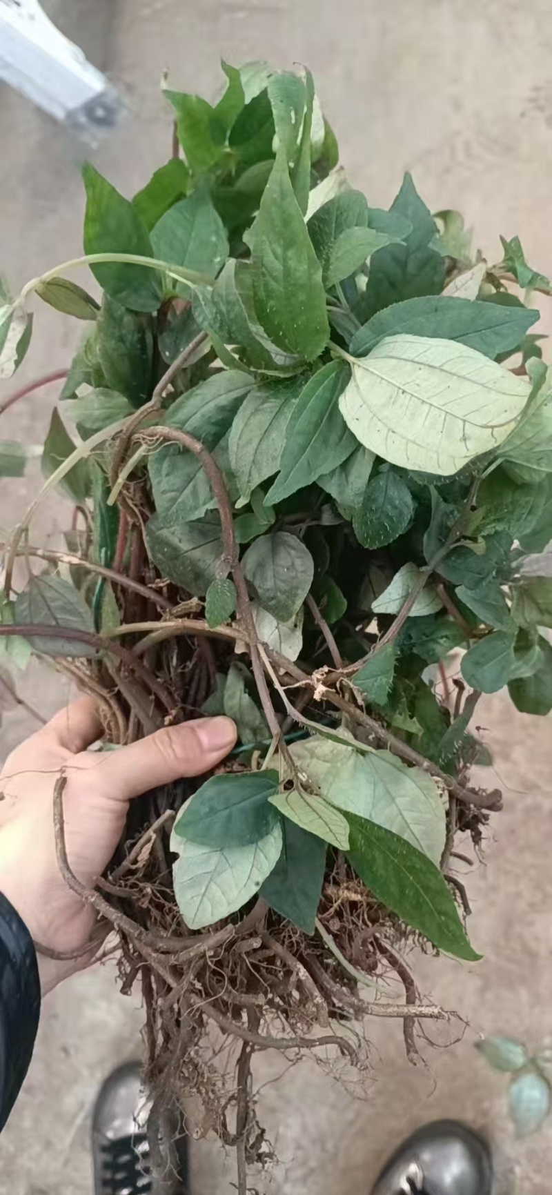 野生风柜斗草，一手货源，品质保证，量大从优，可视频看货