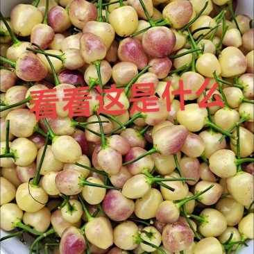 七彩椒