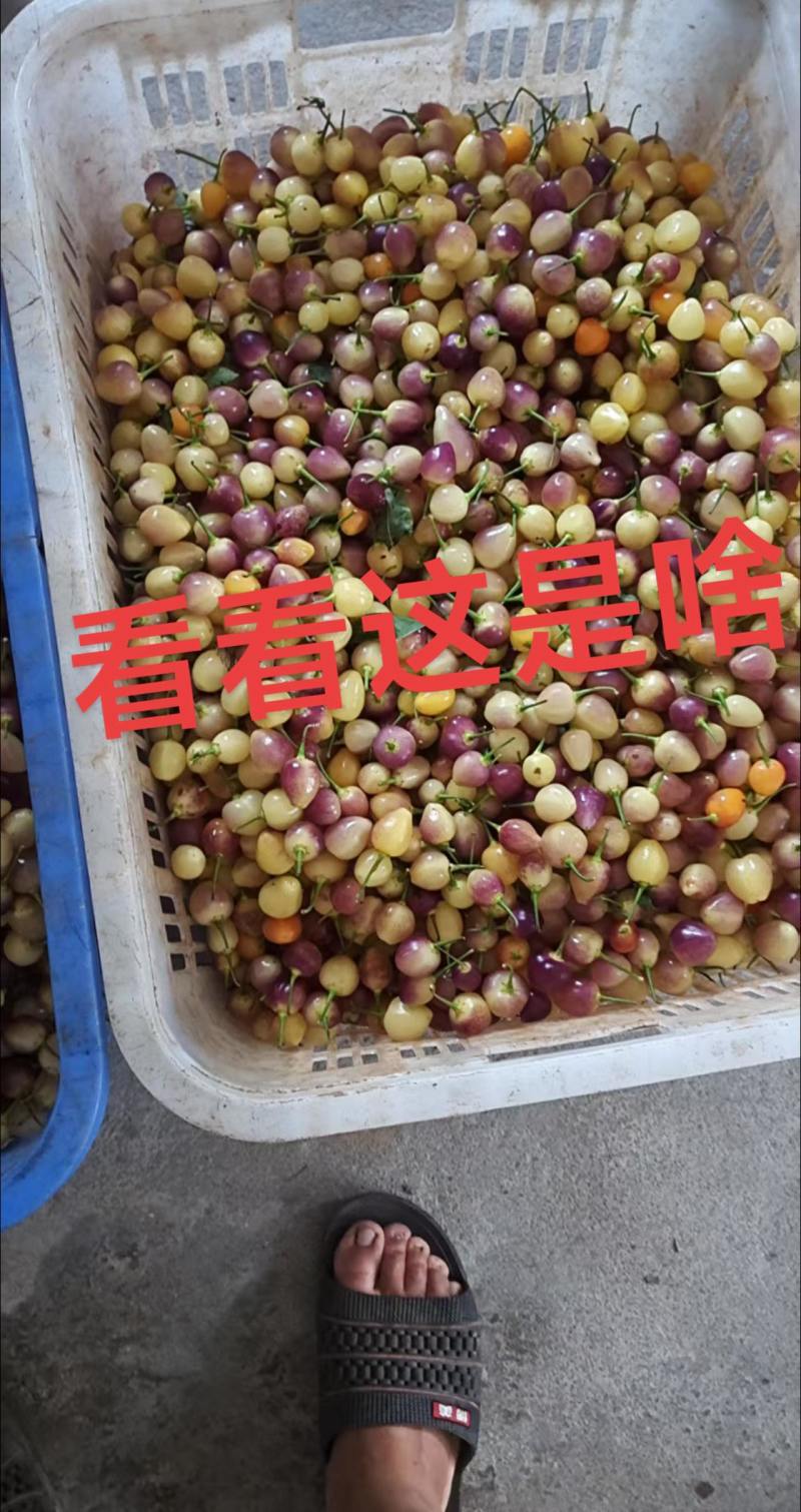 七彩椒