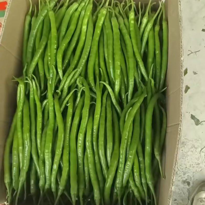 广西优质线椒规格齐全产地直销货源充足量大从优可视频看货