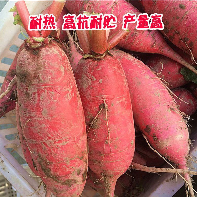 抗热红丰808萝卜种子高产抗病耐热红皮白肉红萝卜种籽农