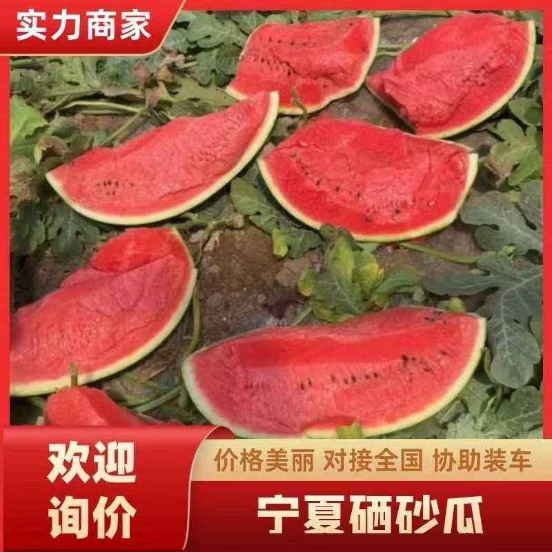 【红双瓤】精品红双瓤金城五号西瓜个头大毛皮亮品质保证