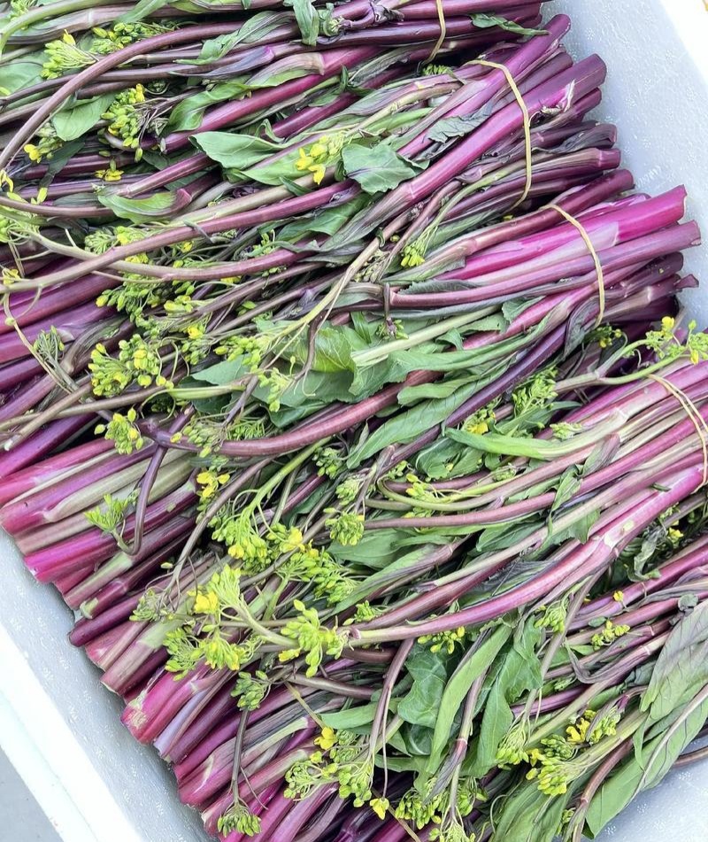 红亮亮红菜苔种子杂交四季菜心脆甜红菜苔籽好早熟抗性好