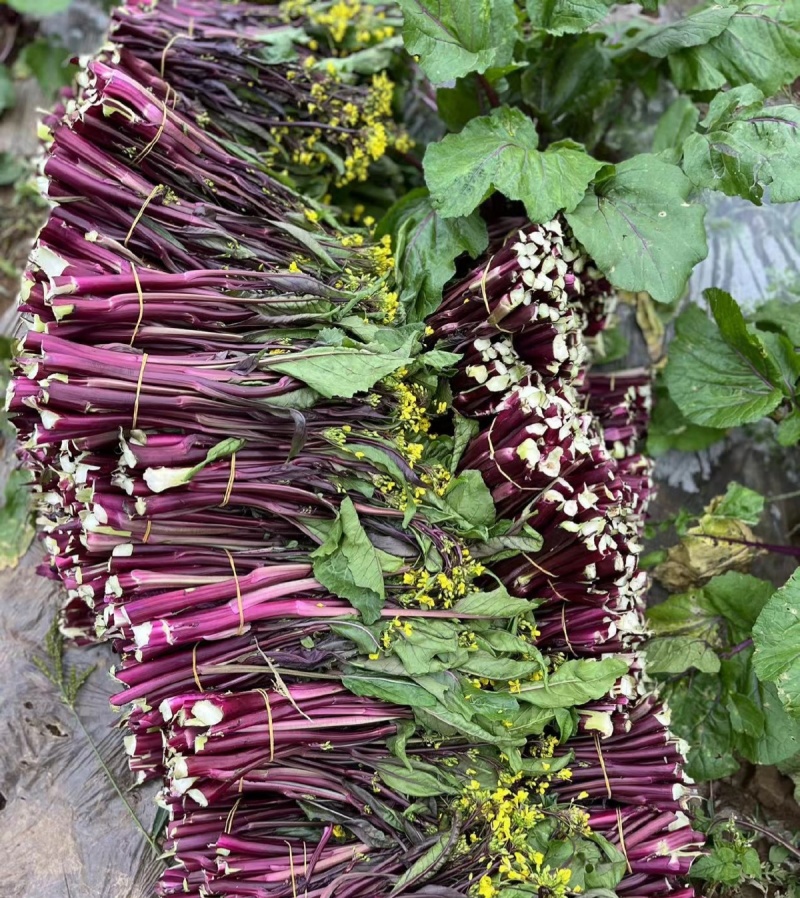 红亮亮红菜苔种子杂交四季菜心脆甜红菜苔籽好早熟抗性好