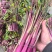 红亮亮红菜苔种子杂交四季菜心脆甜红菜苔籽好早熟抗性好
