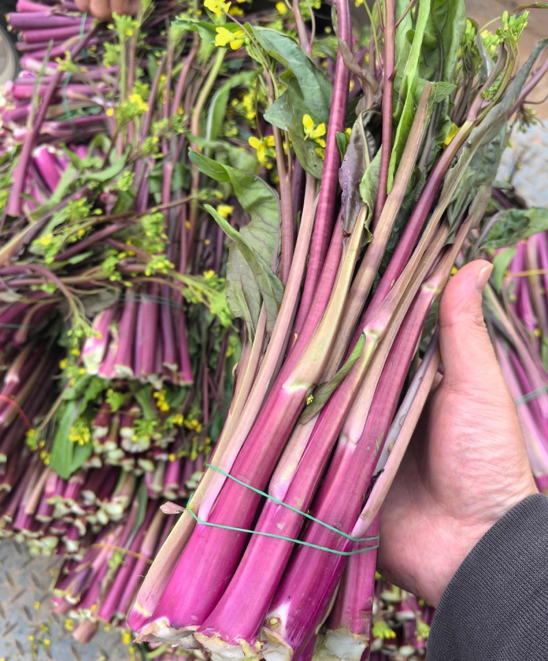 红亮亮红菜苔种子杂交四季菜心脆甜红菜苔籽好早熟抗性好
