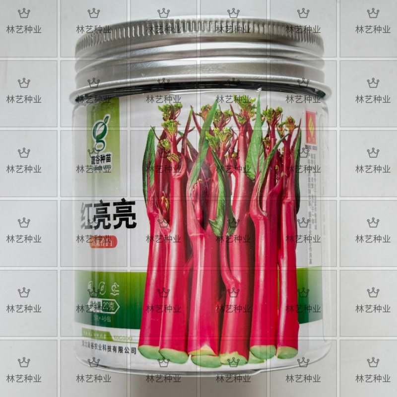 红亮亮红菜苔种子杂交四季菜心脆甜红菜苔籽好早熟抗性好