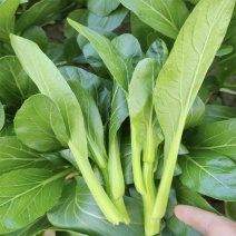 油翠菜心种子蔬菜种子菜苔粗耐热耐湿纤维少品质优丰产稳产高