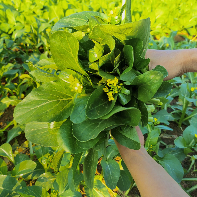 油翠菜心种子蔬菜种子菜苔粗耐热耐湿纤维少品质优丰产稳产高