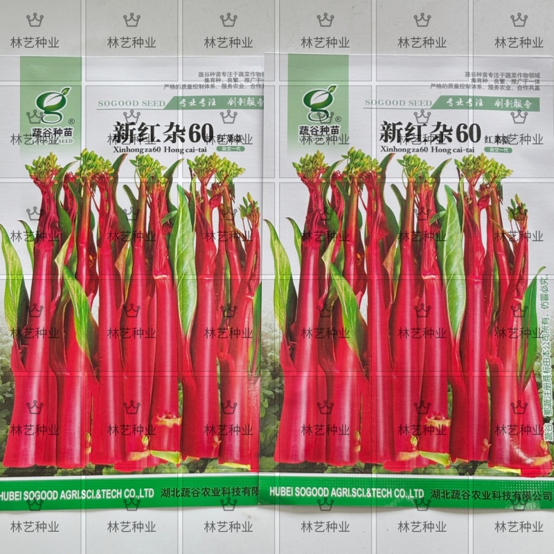 新红杂60红菜苔种子亮红小叶早熟高产抗病商品性佳