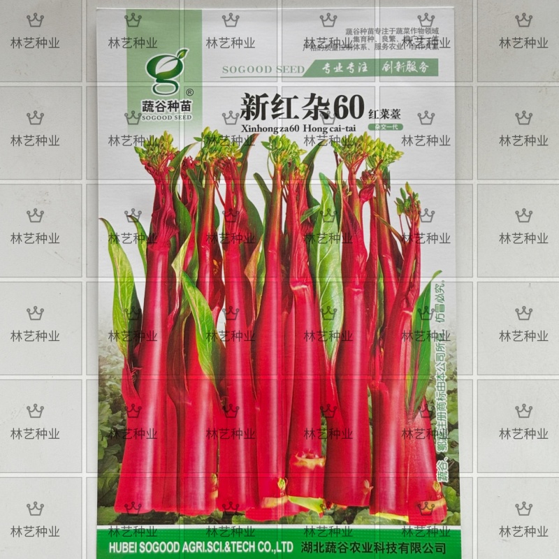 新红杂60红菜苔种子亮红小叶早熟高产抗病商品性佳