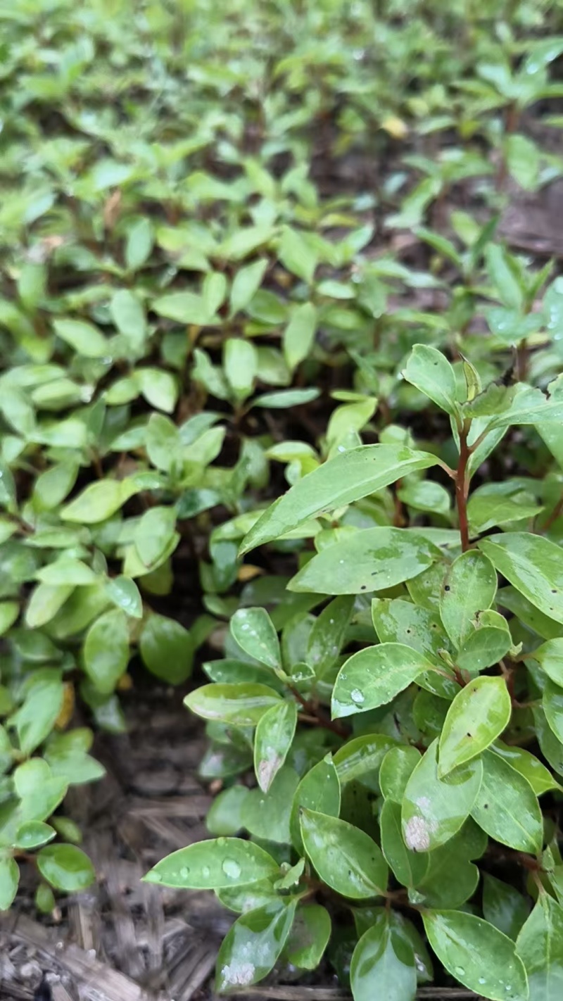 木姜子又名山仓子芽苗