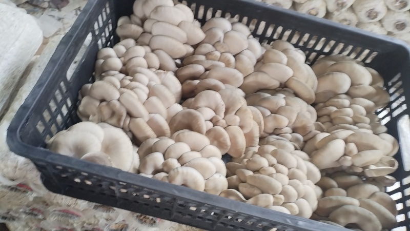 精品头茬小叶