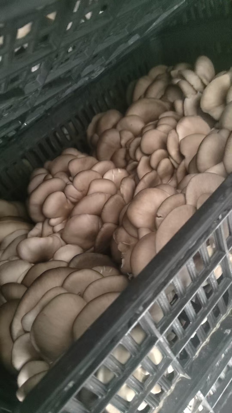 精品头茬小叶